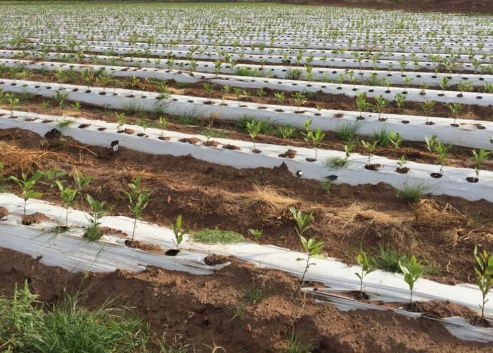 Plantas de Nogal